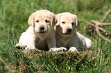 LABRADOR 1159